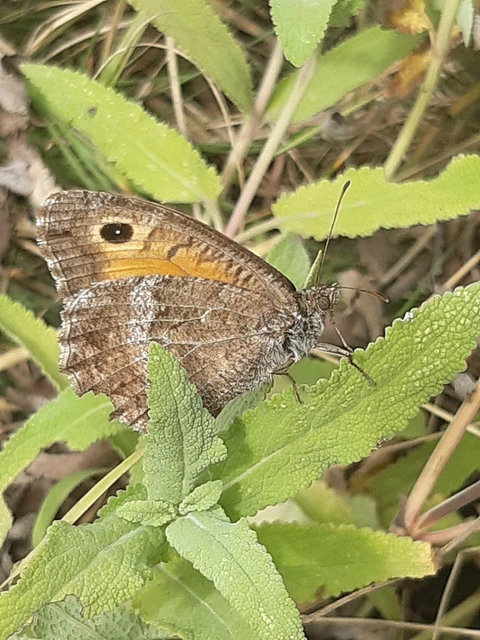 Arethusana arethusa - közönséges szemeslepke