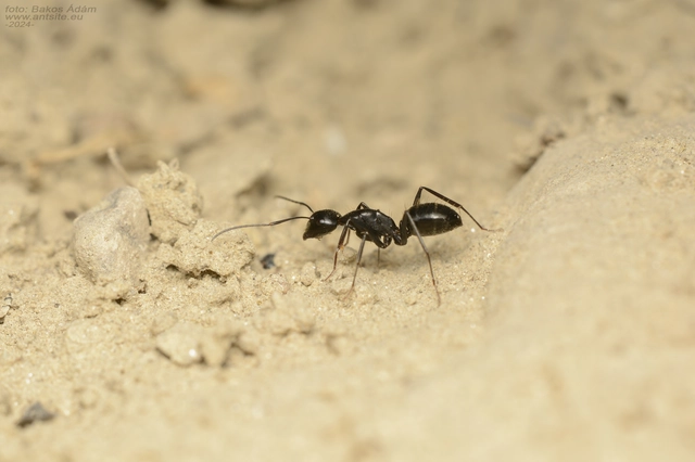 Camponotus aethiops - szőrös lóhangya