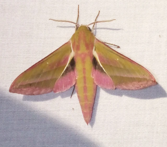 Deilephila elpenor - szőlőszender