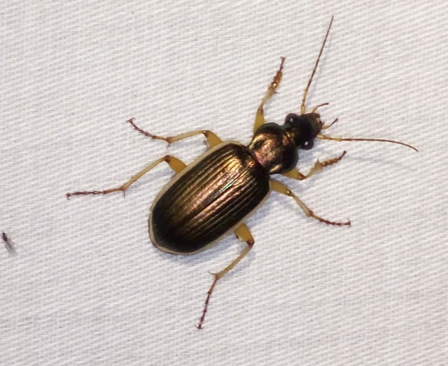 Chlaenius spoliatus - csupasz bűzfutó