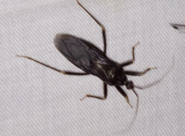 Reduvius personatus - szemetes zugpoloska
