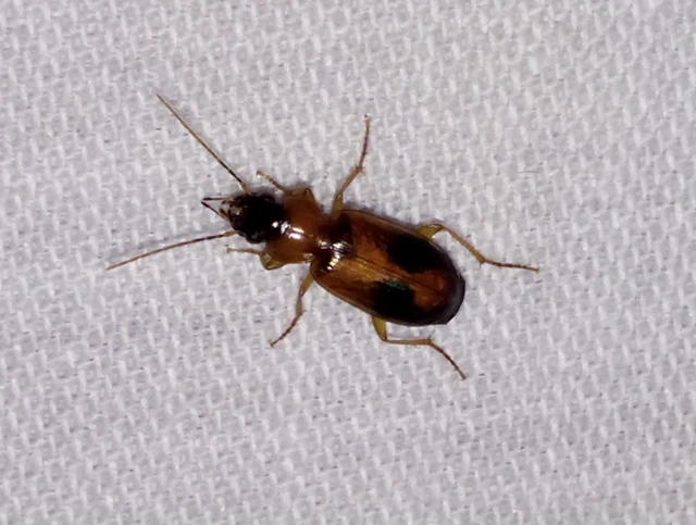 Badister meridionalis - közönséges posványfutonc