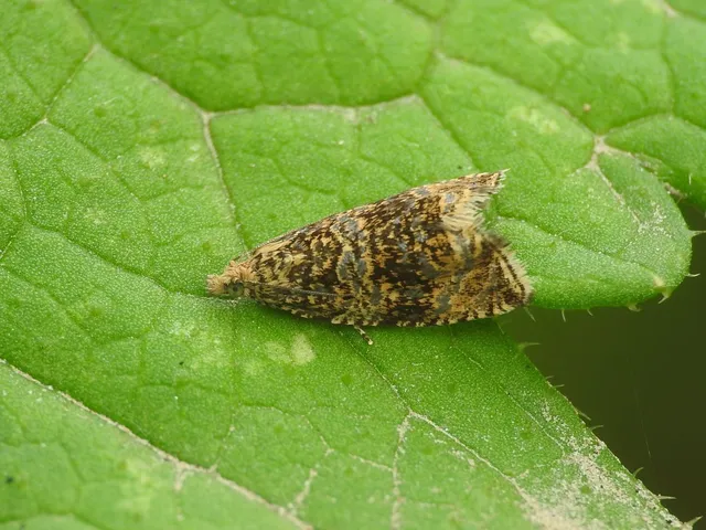 Celypha lacunana - vízparti tükrösmoly