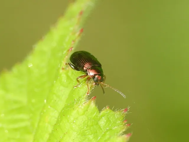 Crepidodera