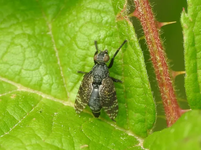 Platystoma