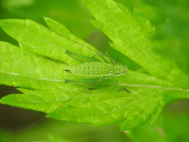 Leptophyes albovittata - közönséges virágszöcske