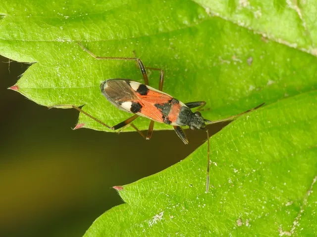 Beosus quadripunctatus - pettyes homokibodobács