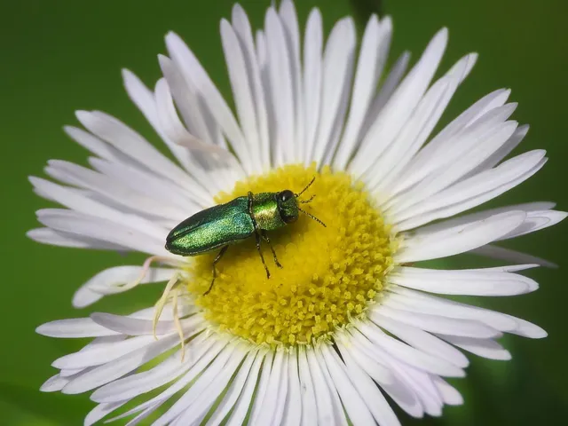 Anthaxia nitidula - ragyogó virágdíszbogár