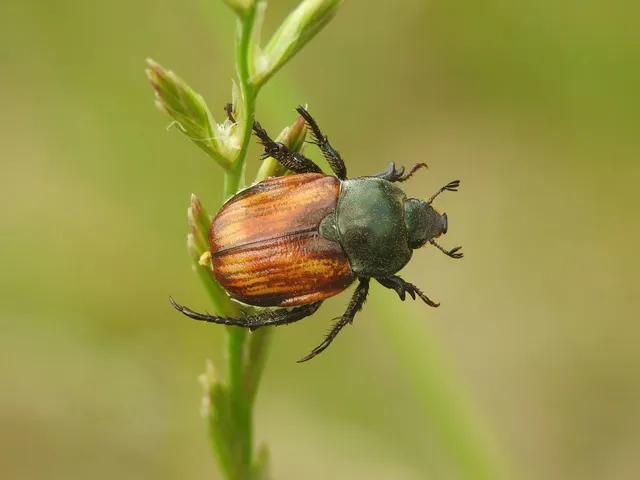 Anisoplia tempestiva - gabonaszipoly