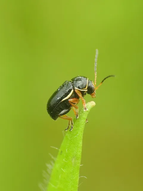Cryptocephalus bameuli/flavipes