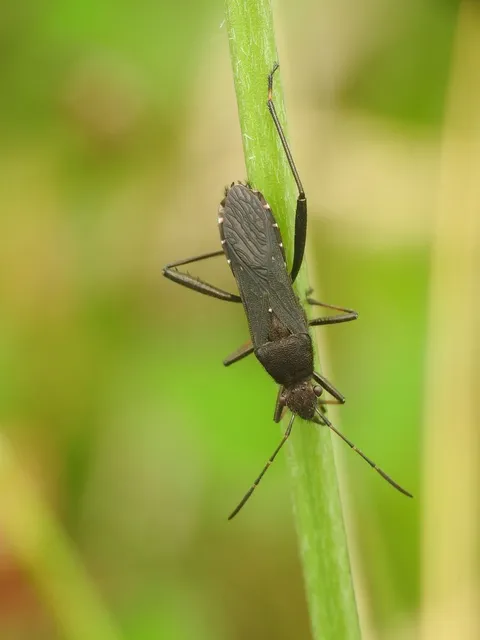 Alydus calcaratus - szőrös tövispoloska