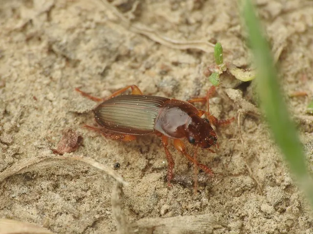 Harpalus smaragdinus - smaragd-lomhafutó