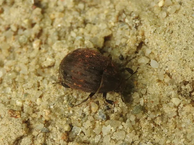 Byrrhus pilula - közönséges labdacsbogár