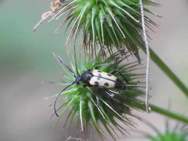 Pachytodes cerambyciformis - változékony virágcincér