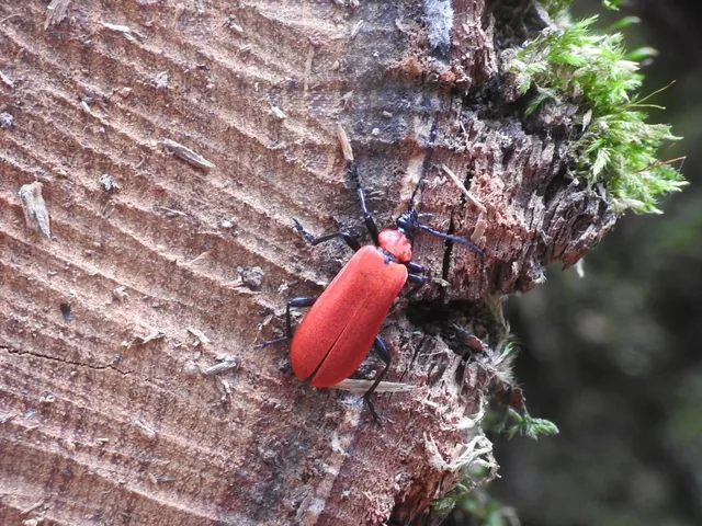 Pyrochroa coccinea - nagy bíborbogár