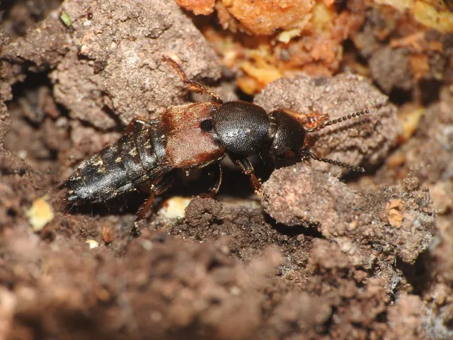 Platydracus chalcocephalus - rezes holyva Platydracus chalcocephalus - rezes holyva