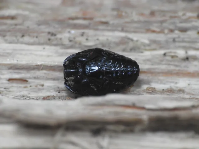 Histeridae - sutabogárfélék
