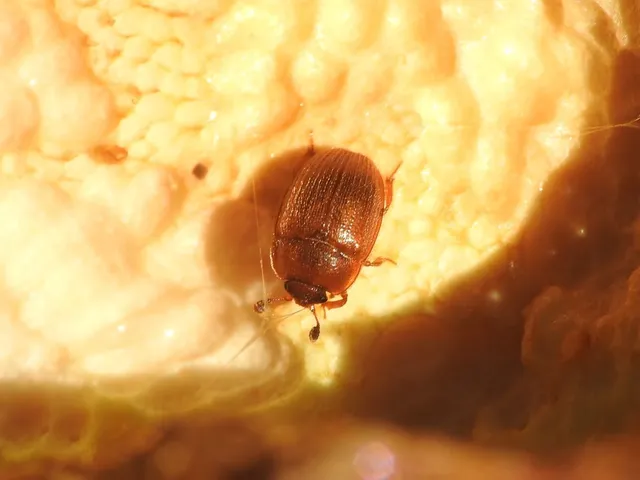 Pocadius ferrugineus - közönséges pöfetegfénybogár