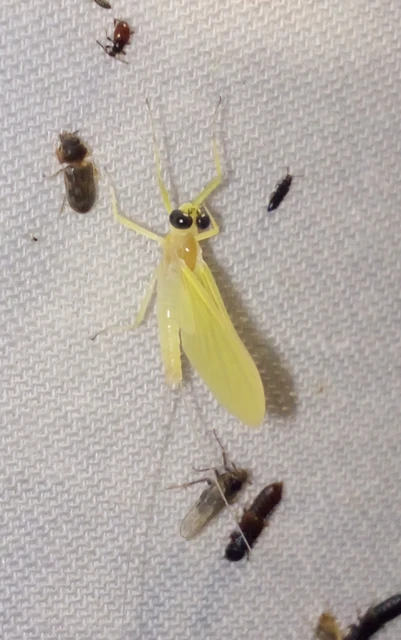 Heptagenia sulphurea