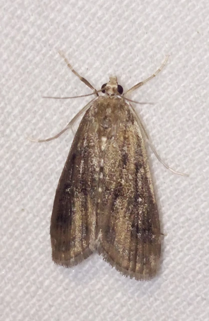 Parapoynx stratiotata - közönséges vízimoly