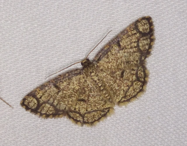 Stegania cararia - gyűrűs nyáraraszoló