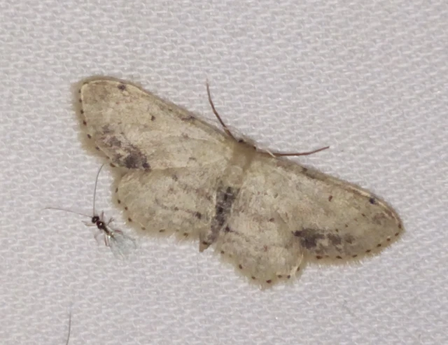 Idaea dimidiata - gyakori apróaraszoló