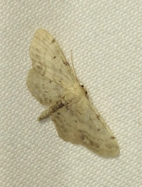 Idaea dimidiata - gyakori apróaraszoló