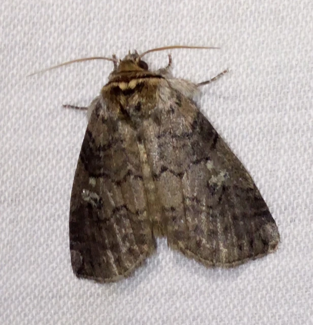 Tethea or - bélyeges pihésszövő