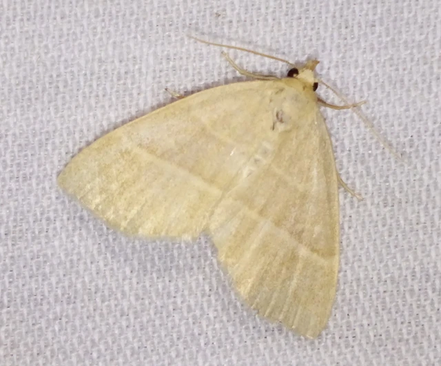 Trisateles emortualis - sárgacsíkos karcsúbagoly