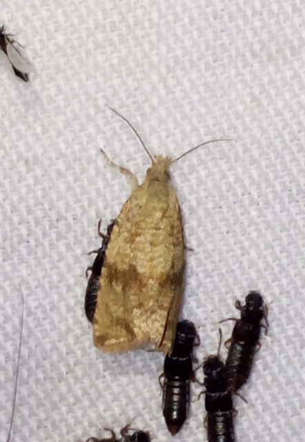 Celypha striana - pitypangfúró tükrösmoly