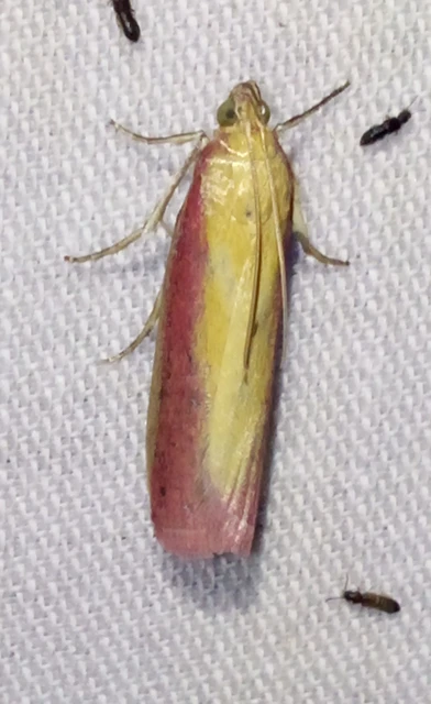 Oncocera semirubella - lucernamoly