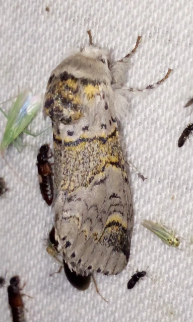 Furcula furcula - szürke púposszövő
