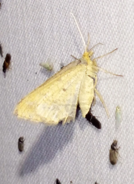 Tephrina arenacearia - lucerna-araszoló