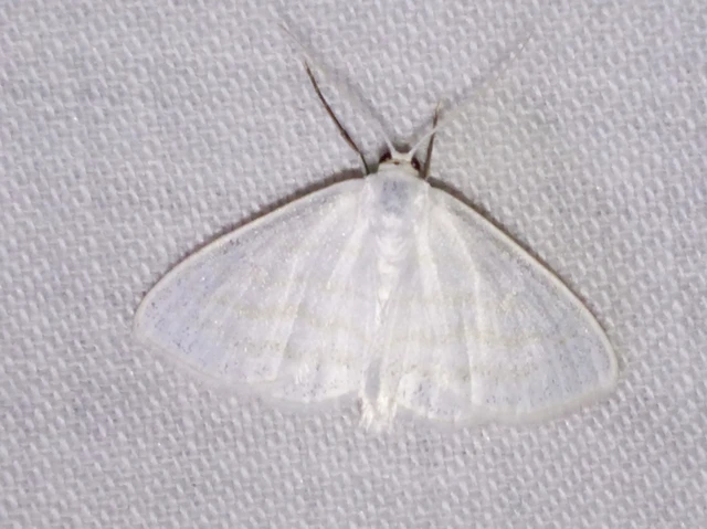 Scopula caricaria - mocsári fehéraraszoló