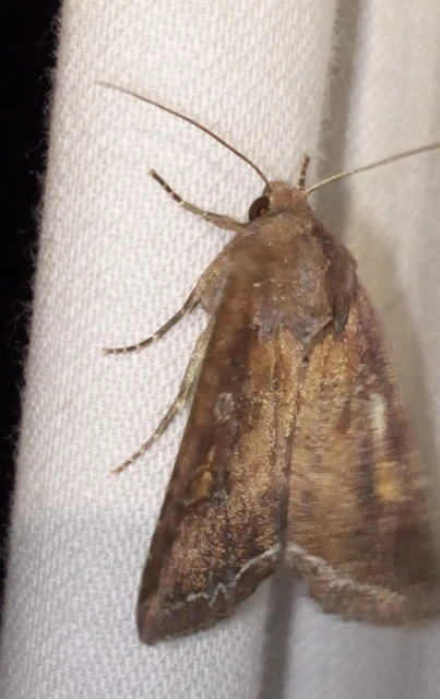 Lacanobia oleracea - saláta-kertibagoly