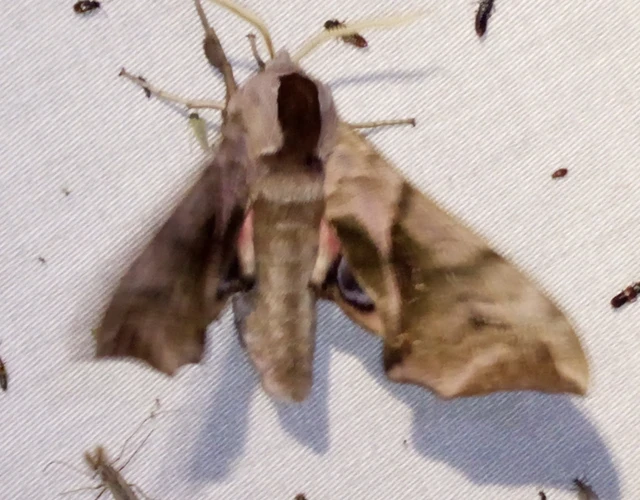Smerinthus ocellatus - esti pávaszem