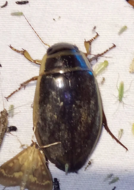 Dytiscus