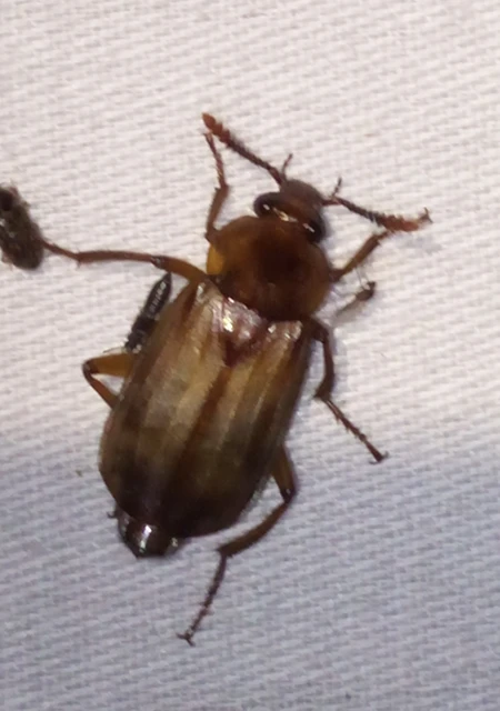 Necrodes littoralis - nagy dögbogár