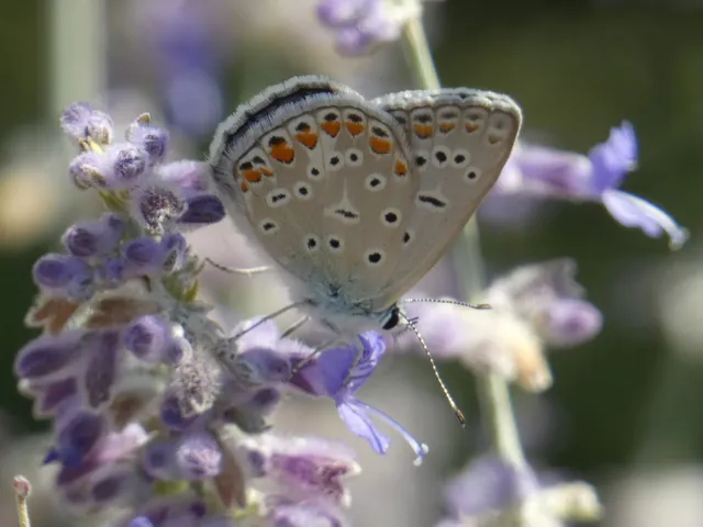 Polyommatus icarus - közönséges boglárka