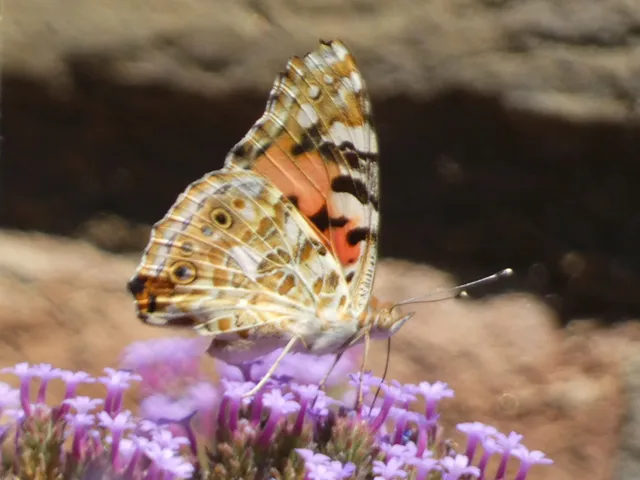 Vanessa cardui - bogáncslepke