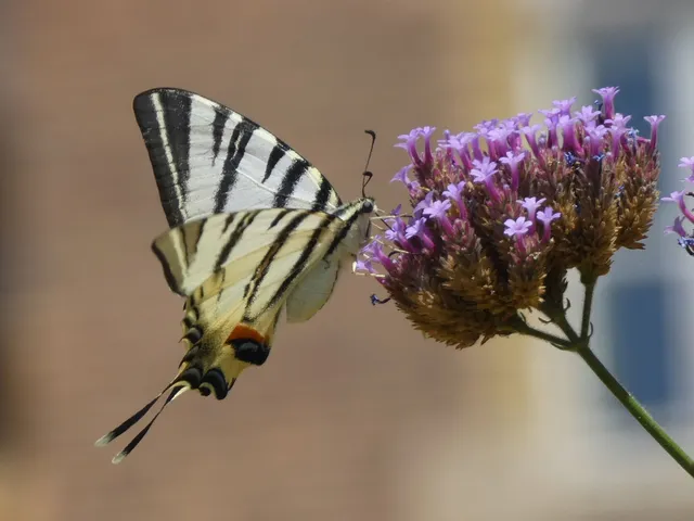 Iphiclides podalirius - kardoslepke
