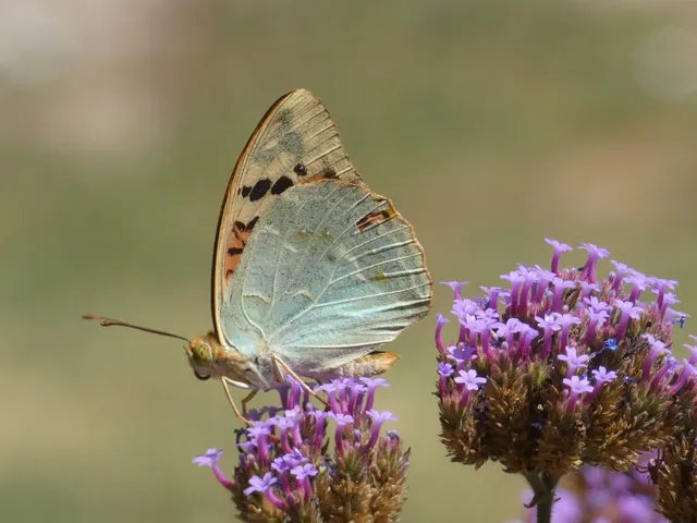 Argynnis pandora - zöldes gyöngyházlepke