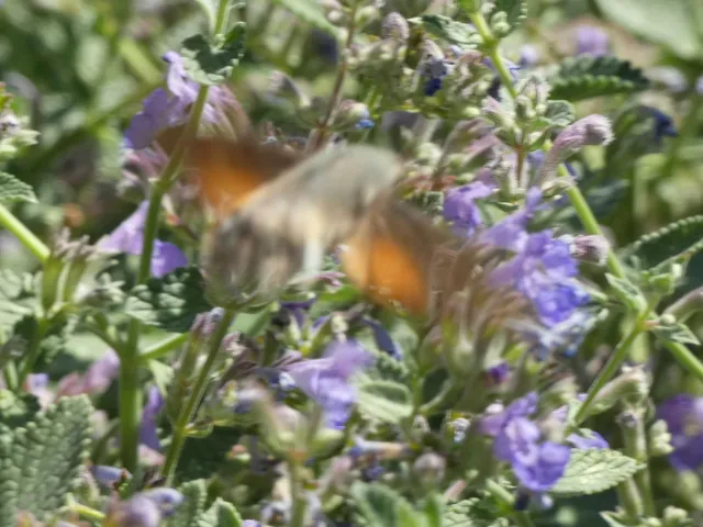 Macroglossum stellatarum - kacsafarkú szender