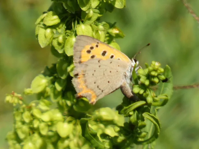 Lycaena phlaeas - közönséges tűzlepke