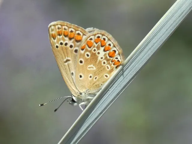 Polyommatus icarus - közönséges boglárka