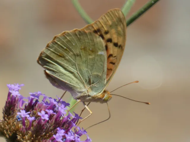Argynnis pandora - zöldes gyöngyházlepke