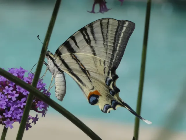Iphiclides podalirius - kardoslepke