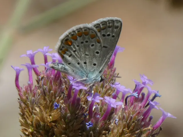 Polyommatus icarus - közönséges boglárka