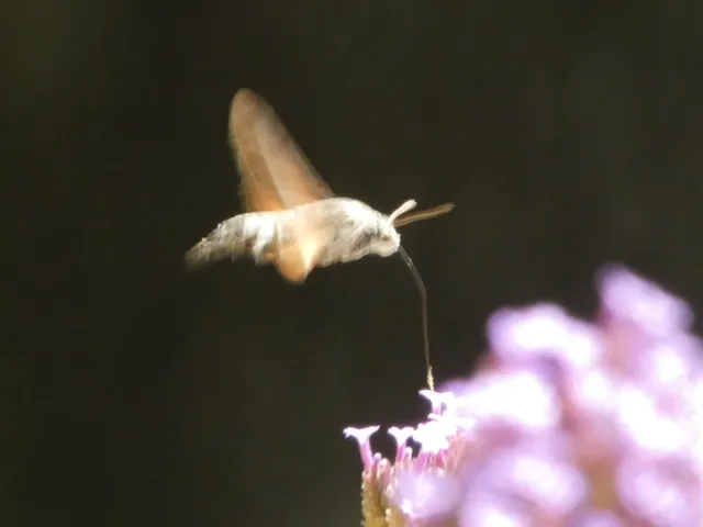 Macroglossum stellatarum - kacsafarkú szender