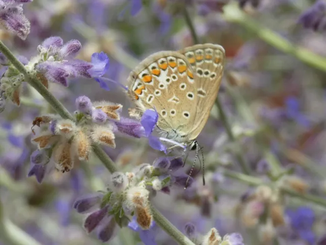 Polyommatus icarus - közönséges boglárka
